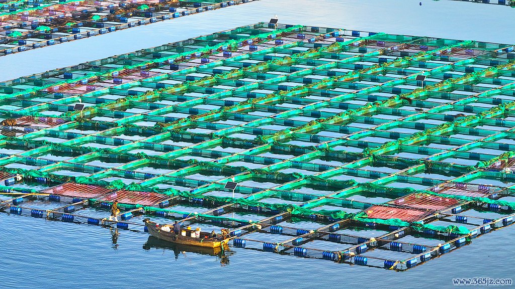 10月5日，山东威海，荣成市石岛料理区桑沟湾国度级海洋牧场。（视觉中国）
